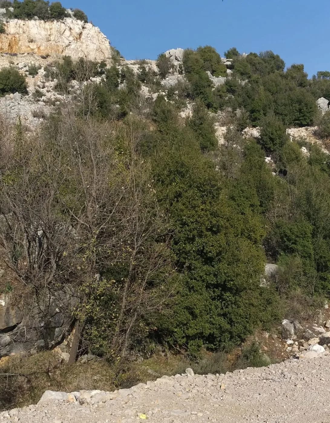 Land for Sale in Faitroun