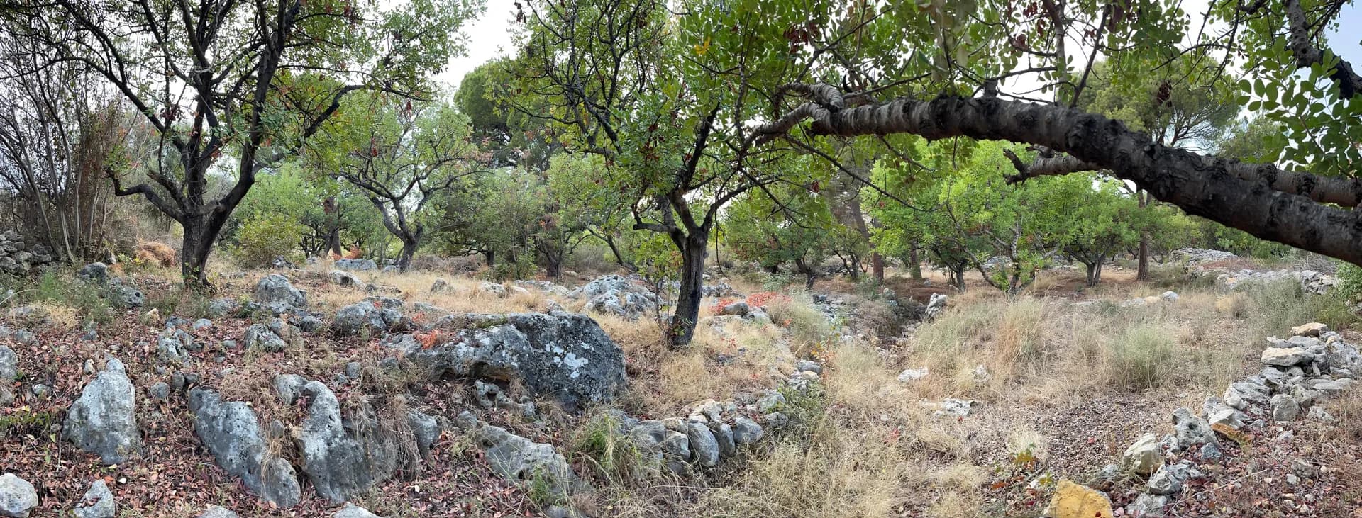 Land for Sale in Chikhane — photo 1